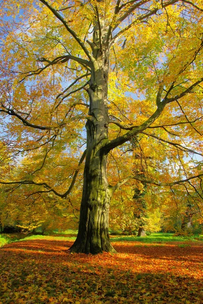 Bello Fogliame Colorato Autunno — Foto Stock