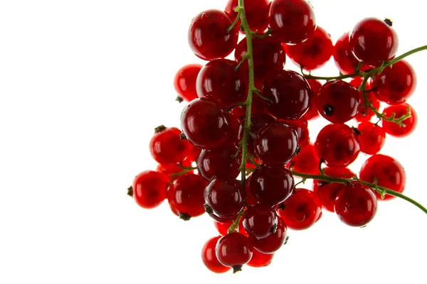 Cuerpo Corrientes Rojas Maduras Aisladas Sobre Blanco — Foto de Stock