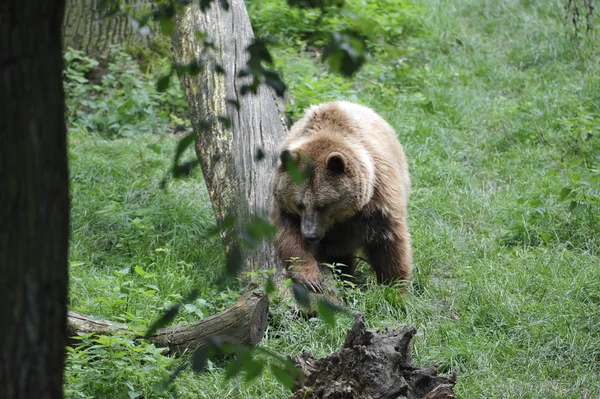 Medvěd Hnědý Ursus Arctos Lese — Stock fotografie