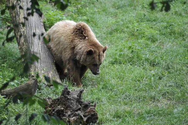 Niedźwiedź Brunatny Ursus Arctos Lesie — Zdjęcie stockowe