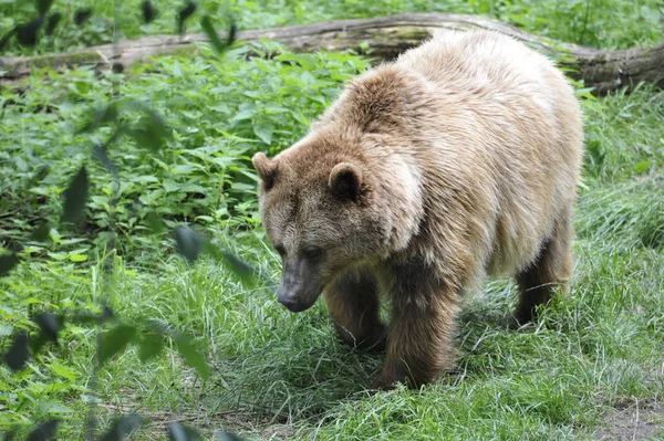 Καφέ Αρκούδα Ursus Arctos Στο Δάσος — Φωτογραφία Αρχείου