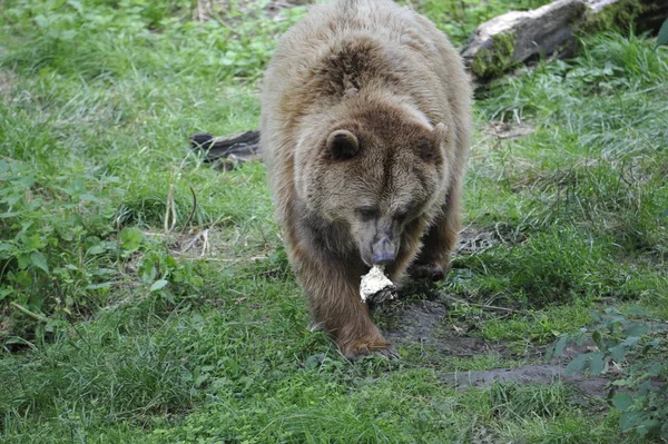 Brązowy Niedźwiedź Zwierzę Grizzly — Zdjęcie stockowe