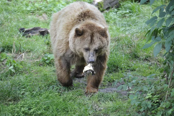 Medvěd Hnědý Ursus Arctos Houbami — Stock fotografie