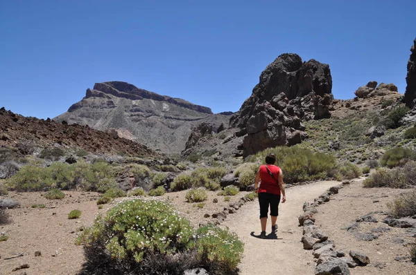 Roques Garcia Tenerife Teide Walk Dağ Yürüyüşü Kadın Dağ Volkan — Stok fotoğraf