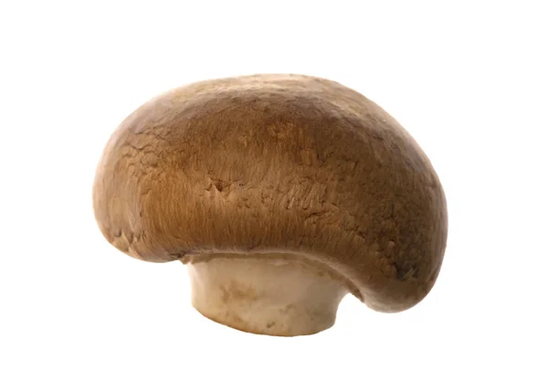 Cogumelo Champignon Isolado Sobre Fundo Branco — Fotografia de Stock