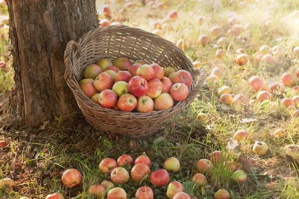 Cosecha Manzana Finales Del Verano — Foto de Stock