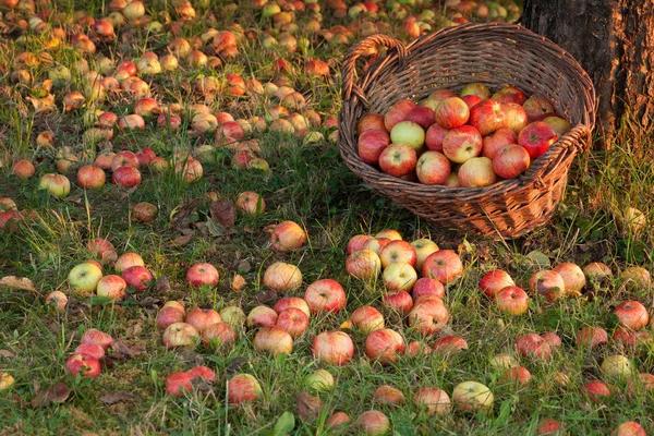 Cosecha Rica Manzana Las Caídas Inesperadas — Foto de Stock