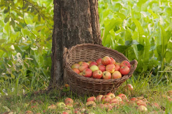 Manzanas Canasta Mimbre — Foto de Stock