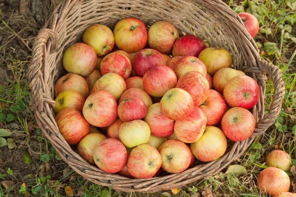 Las Manzanas Del Sol Canasta — Foto de Stock