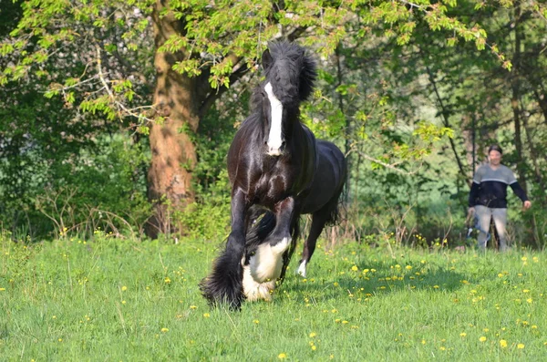 Schattig Paard Wilde Natuur — Stockfoto