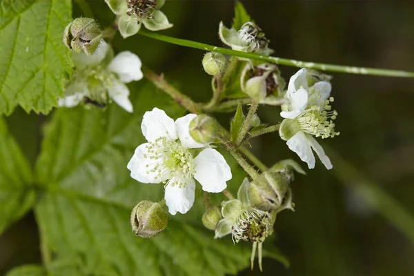 Expansión Flores Desvanecidas Parte Con Establecimiento Fruta Una Arbusto Mora — Foto de Stock