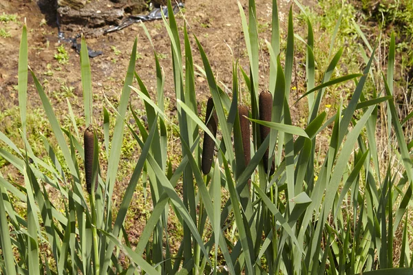 Alguns Bullrushs Plantas Cana Tomadas Borda Pântano Fundo Estão Algumas — Fotografia de Stock