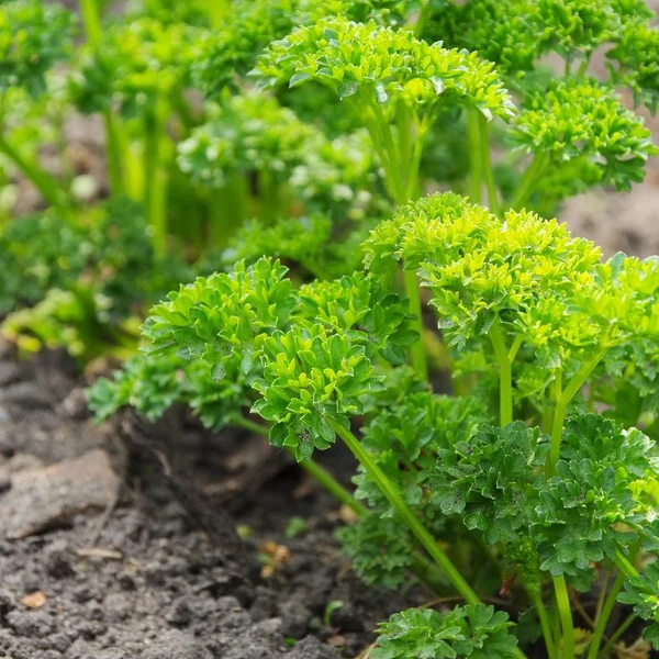 Parsley Garden Parsley Garden — Stock Photo, Image