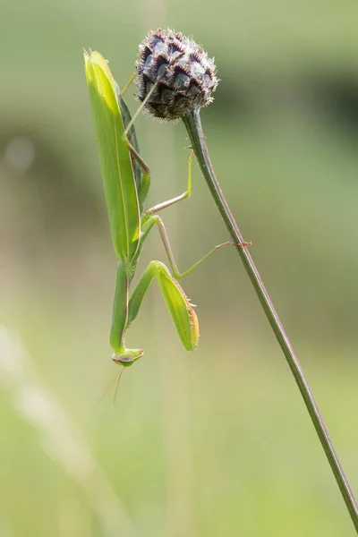 Молитва Mantis Комаха Жук — стокове фото