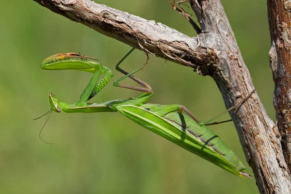 Bidden Mantis Insect Insect — Stockfoto