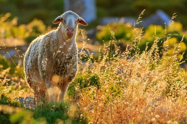 Pecore Nel Prato — Foto Stock