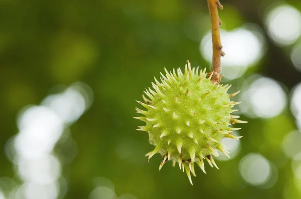 Fruta Espinhosa Castanha — Fotografia de Stock