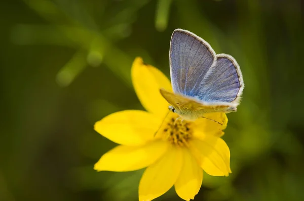 太陽の目の花に青い蝶 Adonis Blue Polyommatus Belargus のクローズアップ ヘリオスピス — ストック写真