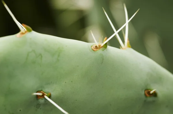 Close Dos Espinhos Cacto Opuntia — Fotografia de Stock