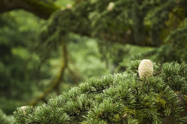 Cones Cedro Próximo Árvore — Fotografia de Stock