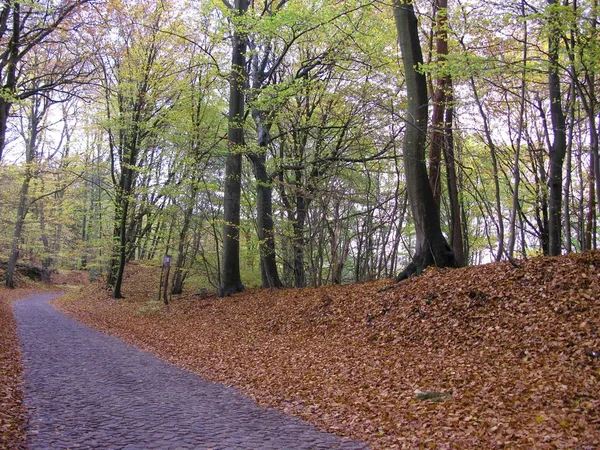 Väg Genom Höstskogen — Stockfoto