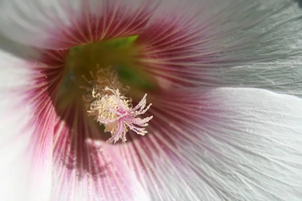 Makroaufnahme Einer Blume — Stockfoto