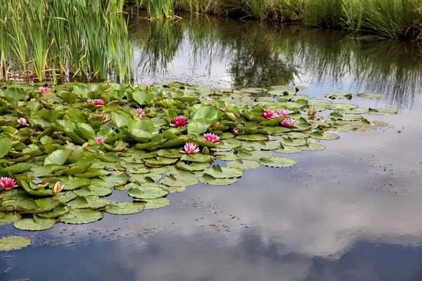 Lilien Einem Teich — Stockfoto