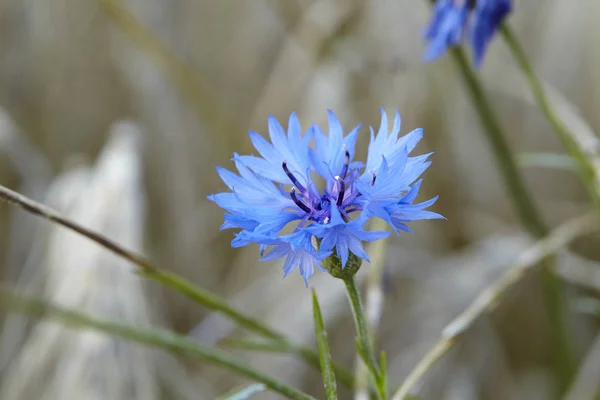 Kék Búzavirág Kukoricamező Szélén — Stock Fotó