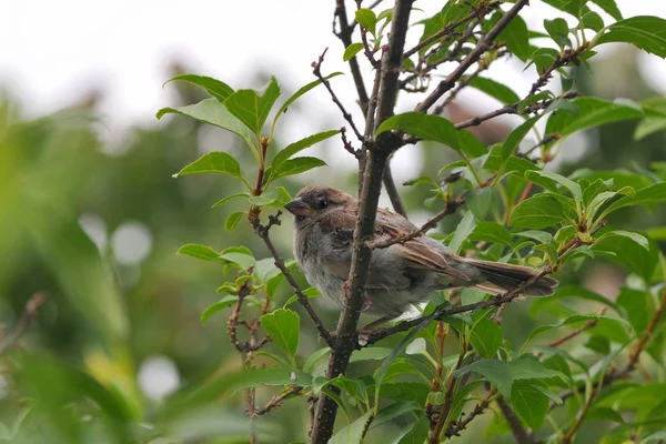 Little Sparrow Bush — Stock Photo, Image
