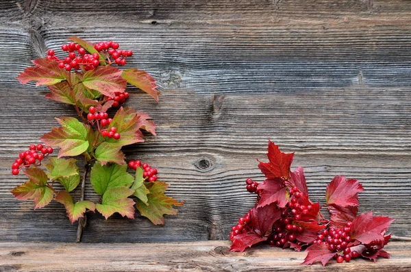 木の背景カラフルな紅葉果実 — ストック写真
