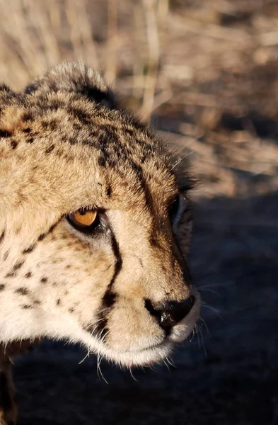 Cheetah Cat Wild Animal — Stock Photo, Image