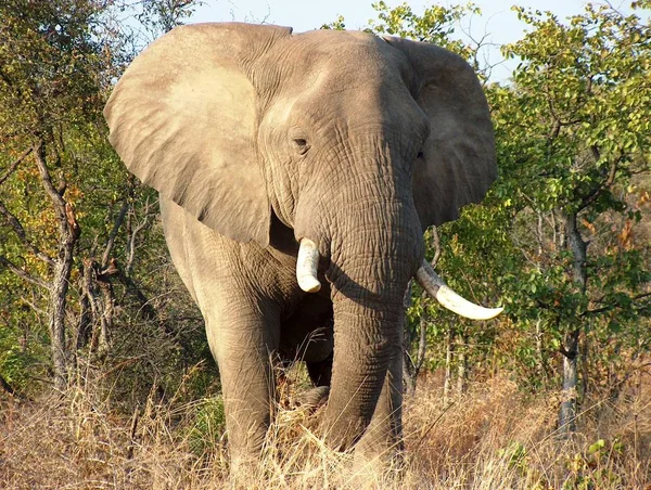 Gran Animal Africano Elefante — Foto de Stock