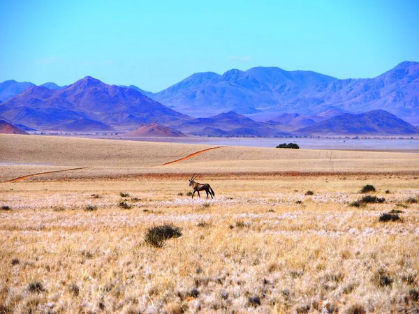 Öken Namibia Afrika — Stockfoto