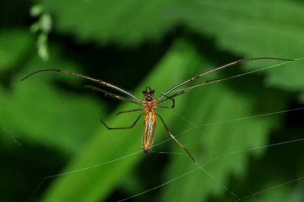 Close Van Een Insect Wilde Natuur — Stockfoto