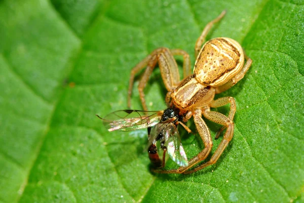 Taskurapu Hämähäkki Hyönteisten Luonnonvaraiset Eläimet — kuvapankkivalokuva