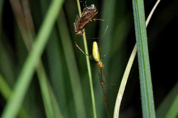 Strecker Araignée Avec Proie — Photo