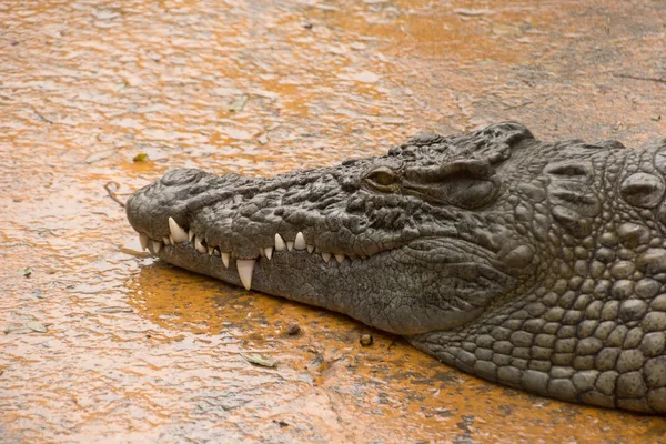 Crocodile Alligator Carnivore Animal Royalty Free Stock Photos