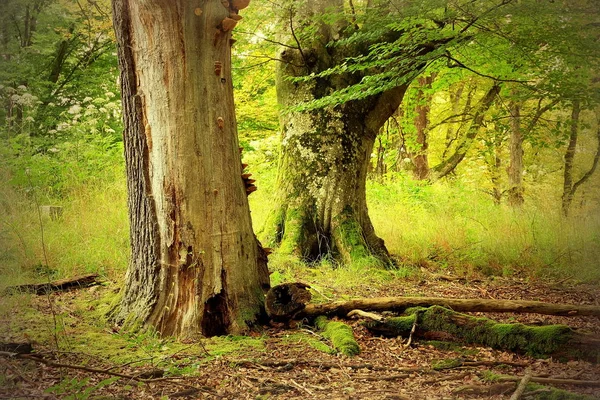 Flora Wild Forest Daytime Stock Photo