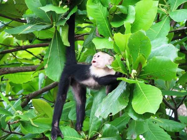 Paesaggio Del Costa Rica Foto Stock