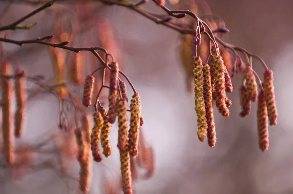 Erlen Bloemen Tak — Stockfoto