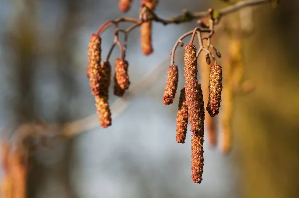 Klibbal Blommar Våren Det Mjuka Solljuset — Stockfoto