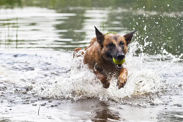 Malinois Springen Beim Spielen Wasser — Stockfoto