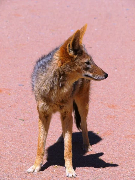 ジャッカル Jackals コヨーテ キツネ オオカミに関係のある動物の一種である — ストック写真