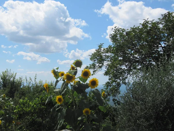 Summer Provence Var France — Stock Photo, Image