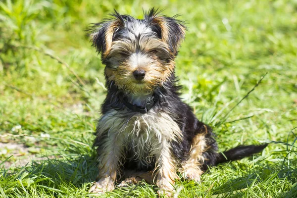 Słodkie Mało Yorkshire Terrier Pies — Zdjęcie stockowe