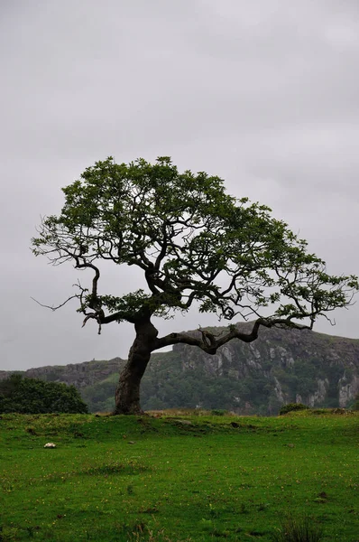 Parco Nazionale Snowdonia Wales Vicino Alla Città Porthmadog — Foto Stock