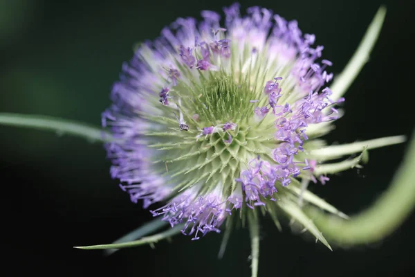 Wild Filed Flora Thistle — Stock Photo, Image