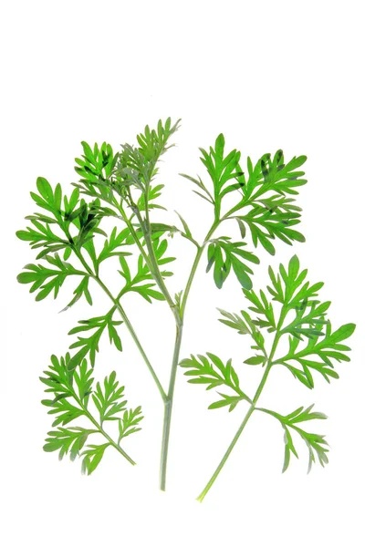 Beyaz Zemin Üzerinde Taze Yeşil Pelin Yaprağı Artemisia Absinthium Bulunan — Stok fotoğraf