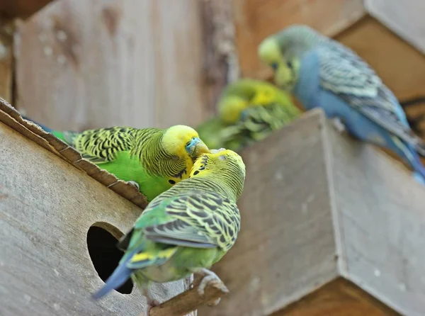 Живописный Вид Разноцветных Попугаев — стоковое фото