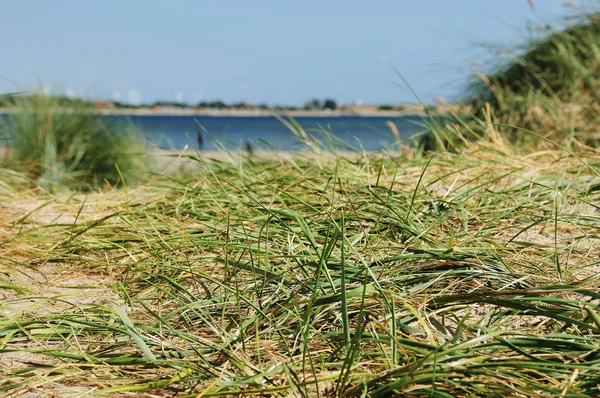 Dunes Beach Sea Fehmarn — 스톡 사진